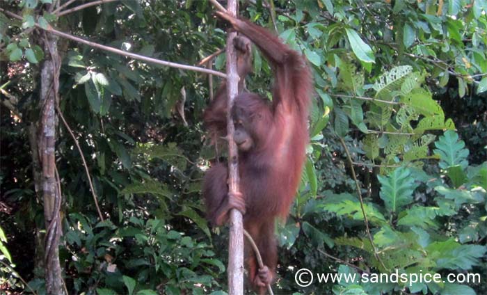 Sepilok Orangutan Rehabilitation Center