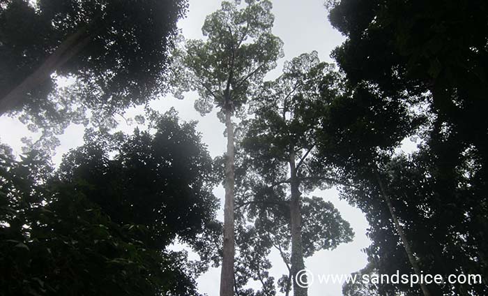 Kuala Penyu to Sepilok