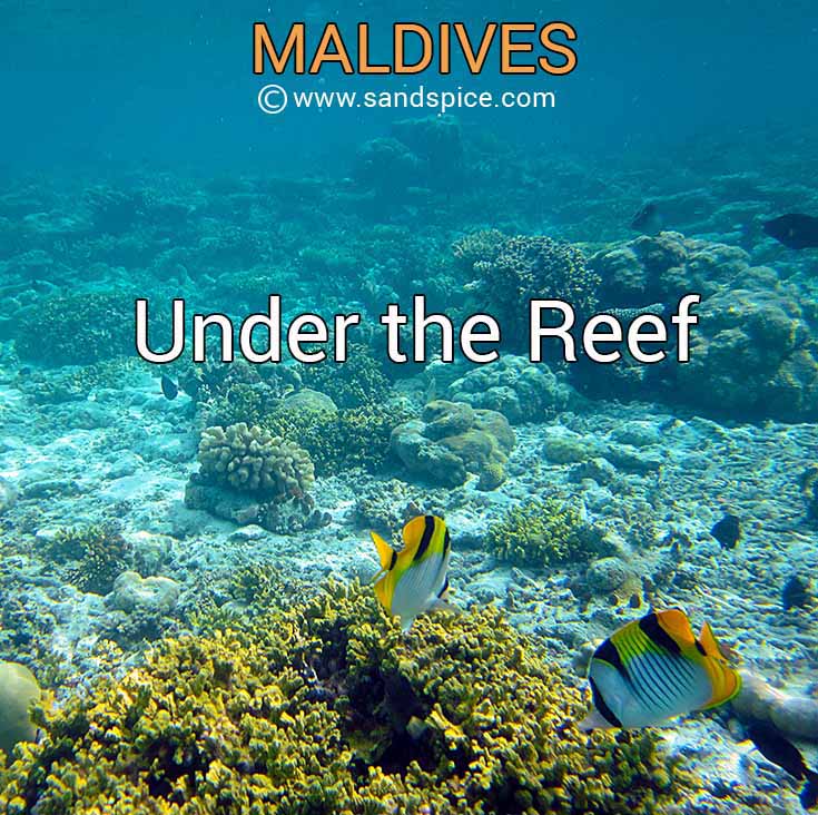 Maldives: Under the Reef