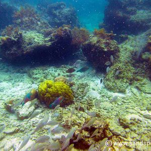 Karimunjawa Island Beaches & Snorkeling 🥽 Locations, Indonesia