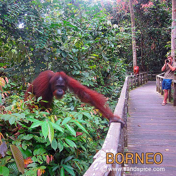 Sepilok Orangutan Rehabilitation Center