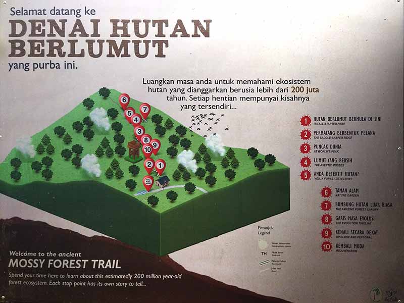 Mossy Forest Information