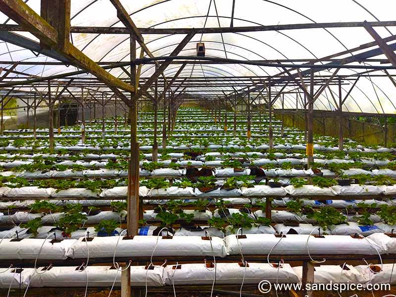 Strawberry Farm Cameron Highlands Malaysia