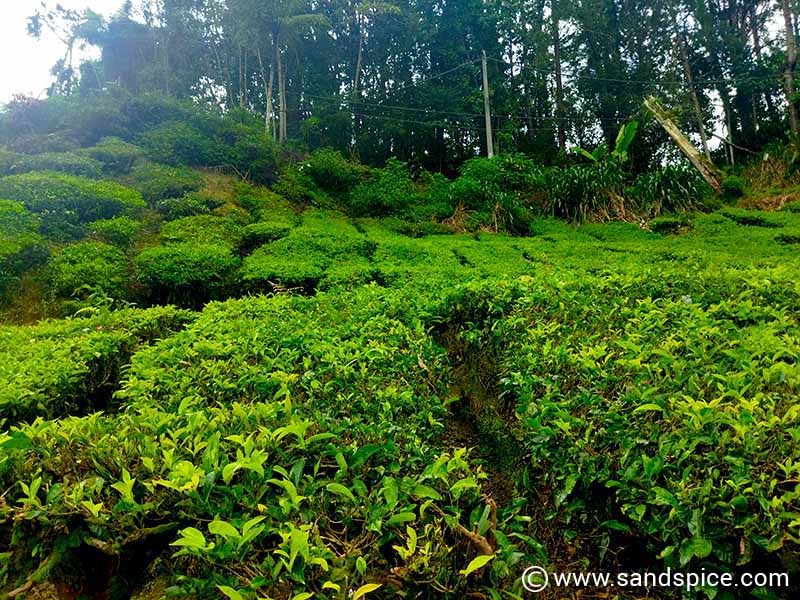Tea Plantation Cameron Highlands