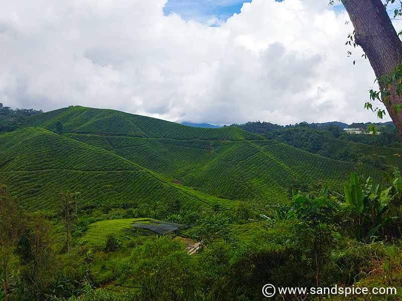 Tea Plantation Cameron Highlands