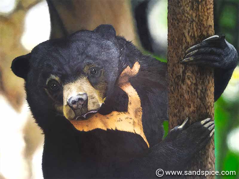 Malayan Sun Bear
