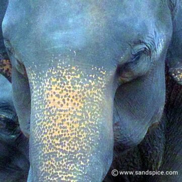 Pinnawala Elephant Orphanage Pinnawala