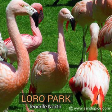 Loro Park Tenerife Loro Park Tenerife
