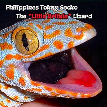 Philippines Tokay Gecko